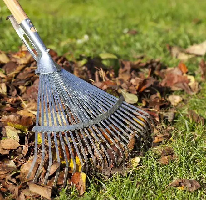 Yard Clean Up Services
